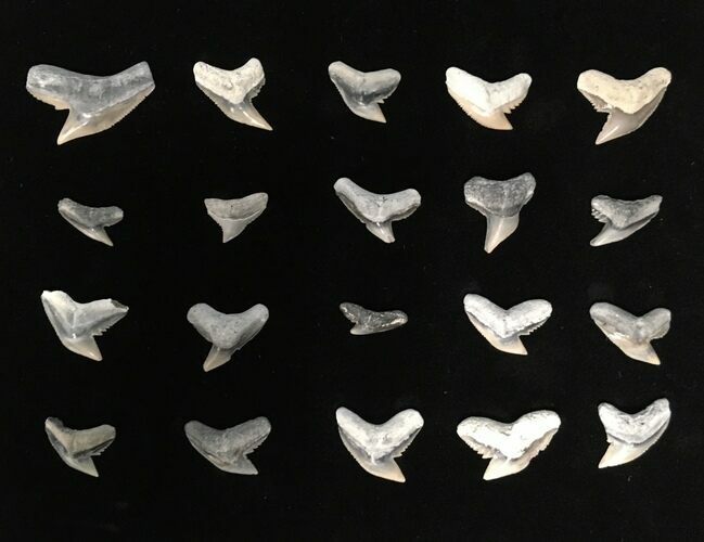 Clearance Lot: Fossil Tiger Shark (Galeocerdo) Teeth - Pieces #215315